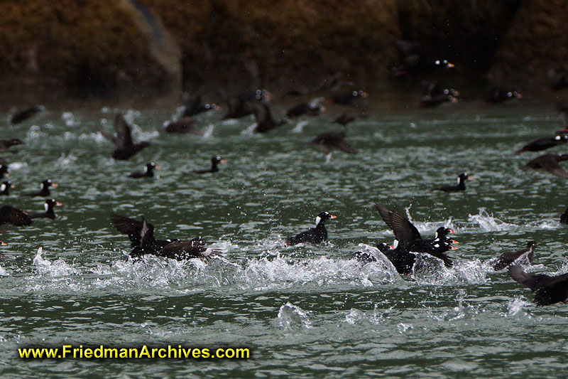 water,birds,gaggle,black,flying,